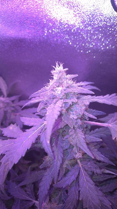 Barney's Skywalker. Week 8