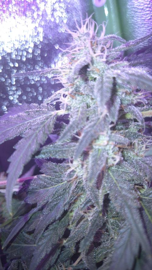Barney's Skywalker. Week 8