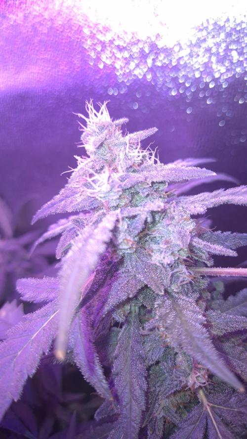 Barney's Skywalker. Week 8
