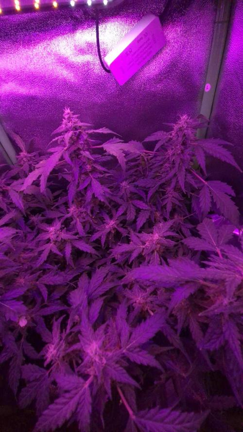 Barney's Skywalker. Week 8