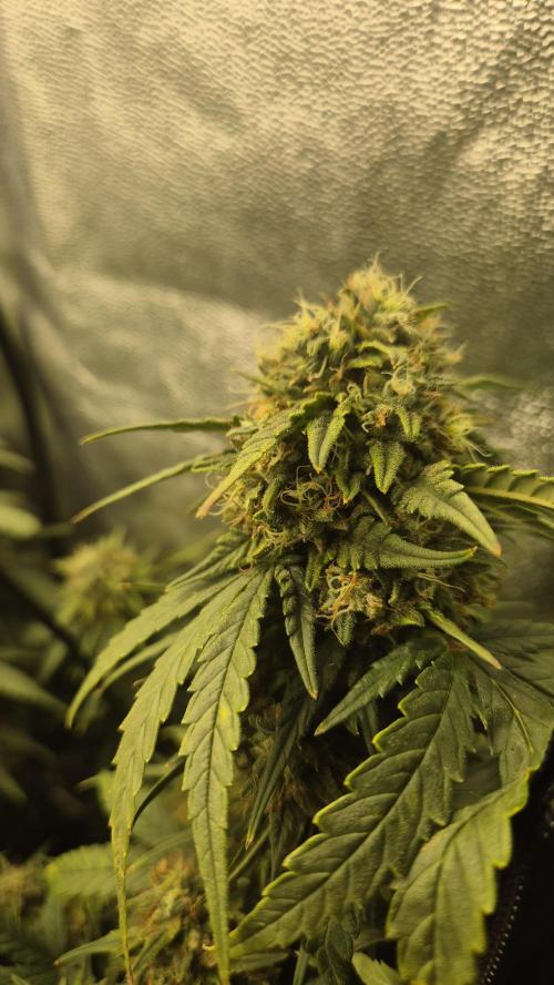 Barney's Skywalker. Week 8