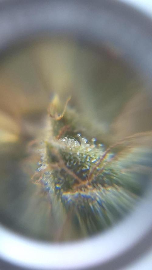 Barney's Skywalker. Week 8