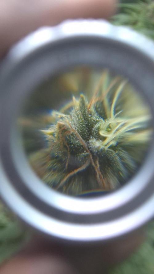 Barney's Skywalker. Week 8