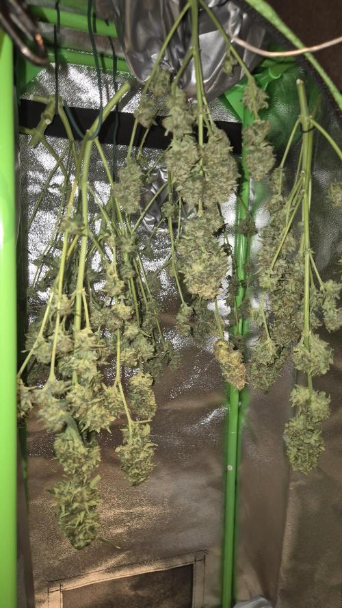 Barney's Skywalker. Week 9 - Dried it for 5 days ( it was pretty hot here sor happened faster than i hoped)