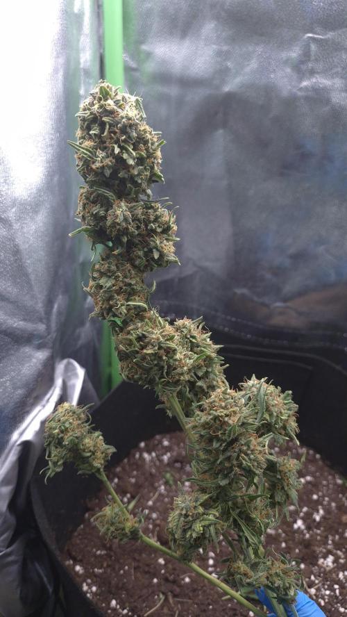 Barney's Skywalker. Week 9 - beautiful plant did great