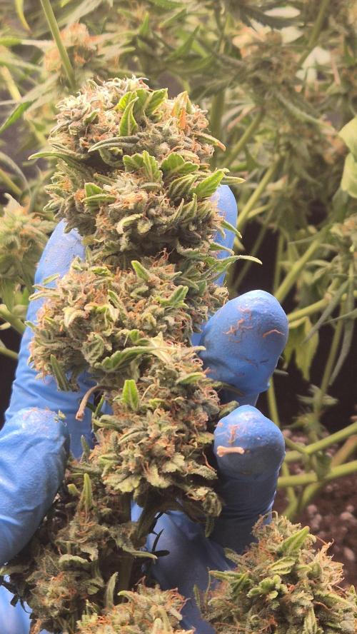 Barney's Skywalker. Week 9 - first harvest of the 2 , spiderfarmer finished first
