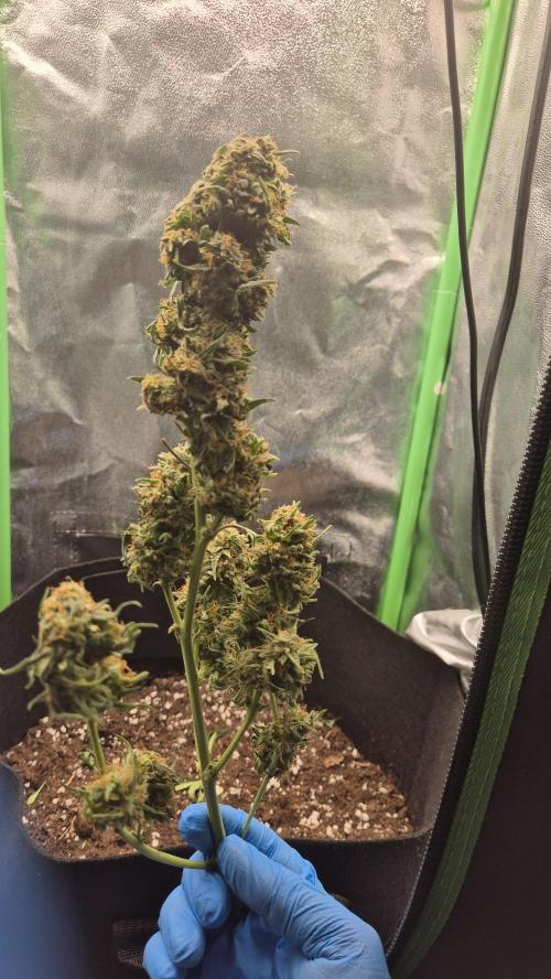 Barney's Skywalker. Week 9 - long stalks compared to the burple plant