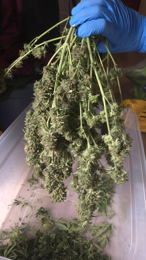 Barney's Skywalker. Week 9