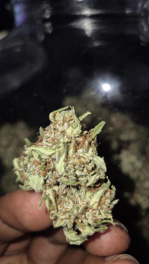 Barney's Skywalker. Week 9 - Now its curing