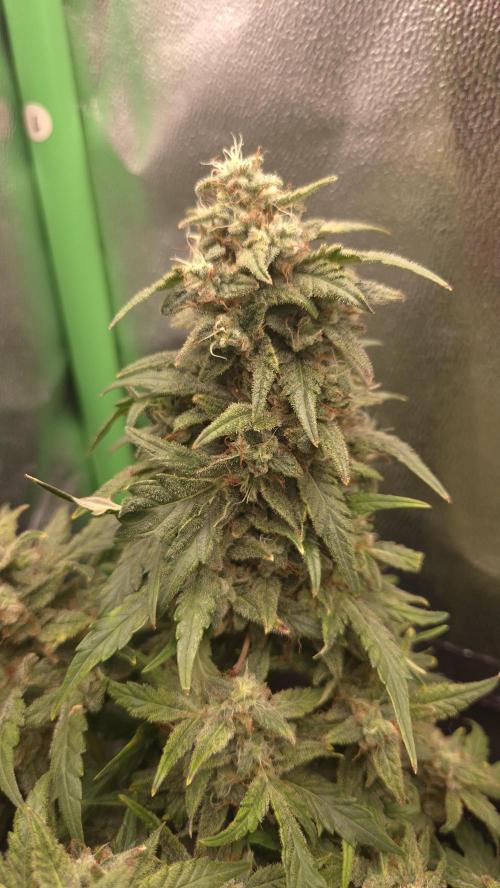 Barney's Skywalker. Week 9 - This is the "Burple" plant. it has noe moved in to the SF1000 tent