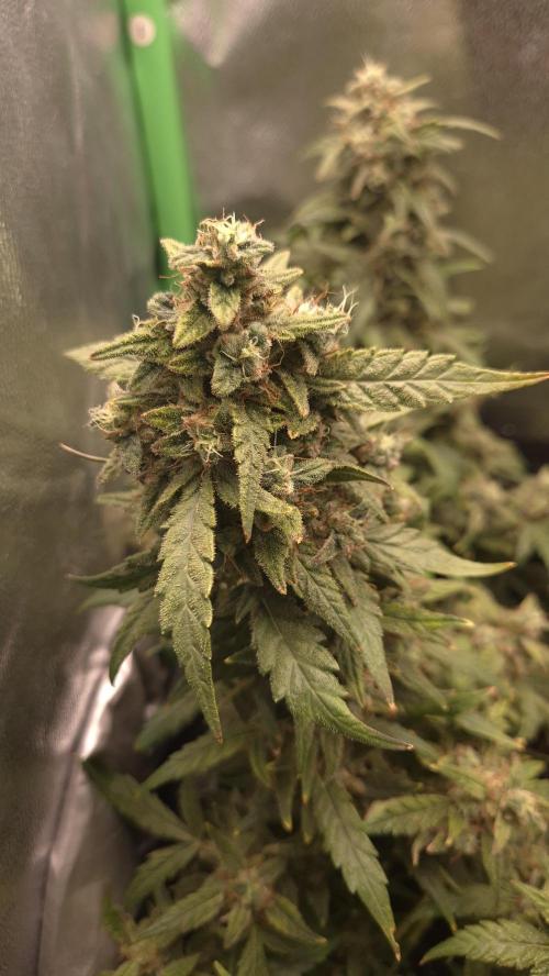 Barney's Skywalker. Week 9 - looks healty but very short internodel space