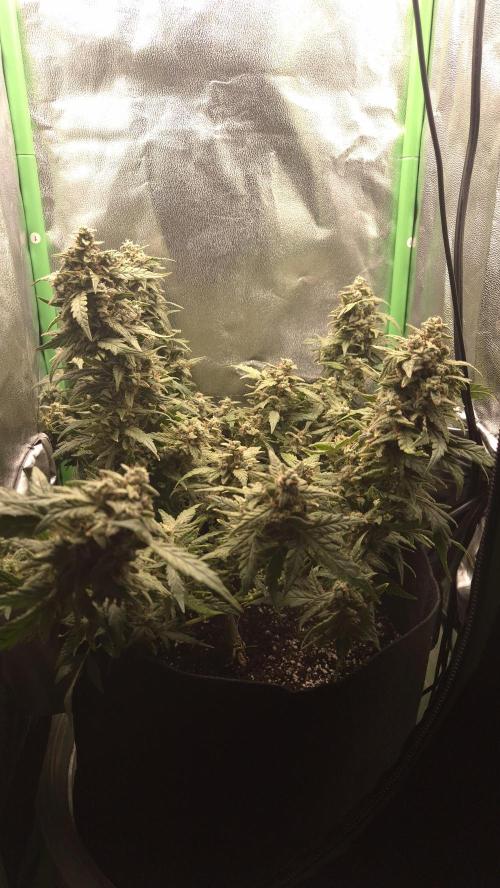 Barney's Skywalker. Week 9