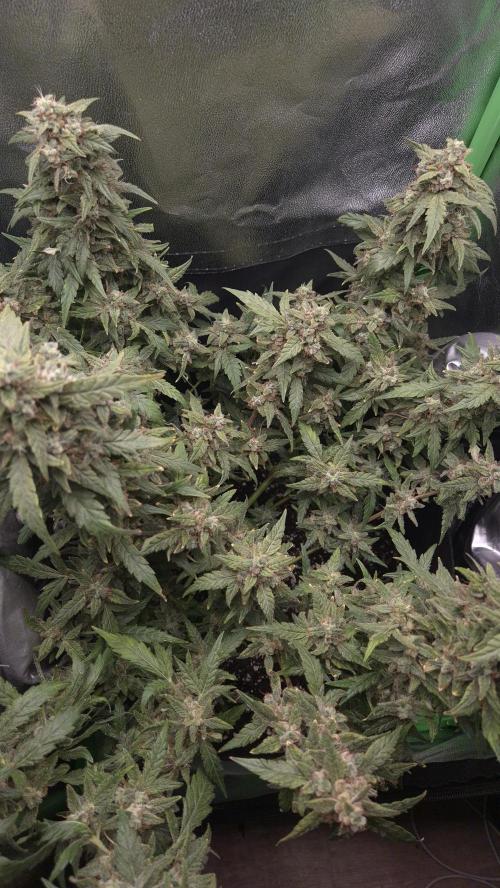 Barney's Skywalker. Week 9 - bushy plant, i am asking myself if i should defoliate even more in  the future
