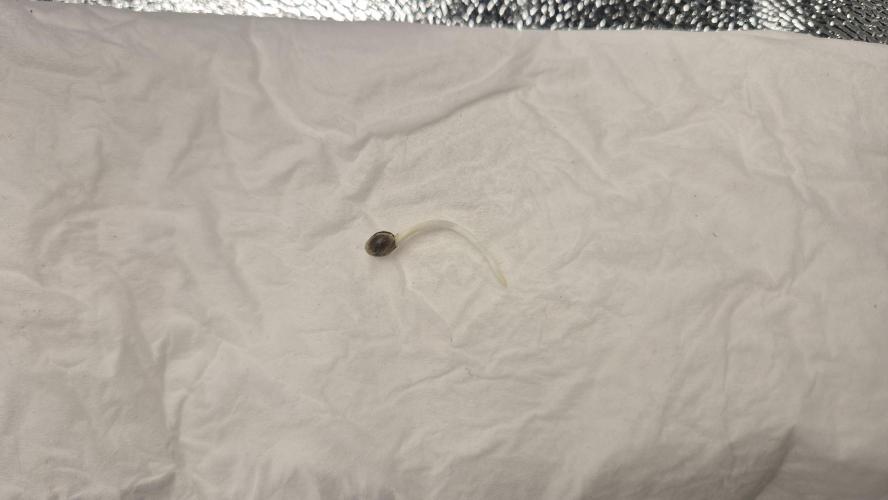 Barney's Farm LSD Auto. Week 0 - 24h in water and 10-12h with paper towel plastic bag. 