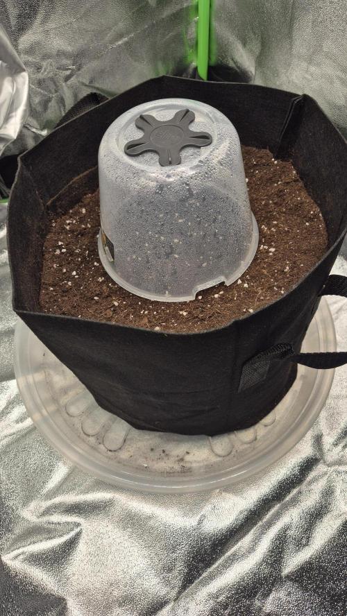 Barney's Farm LSD Auto. Week 0 - Popped it right in! little water and time to wait again...