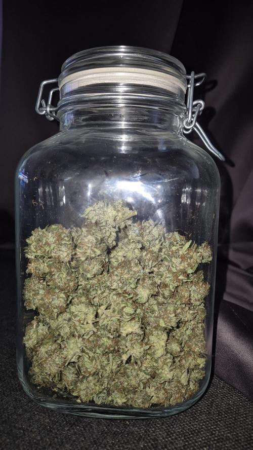 Barney's Skywalker. Week 15 - cure went well