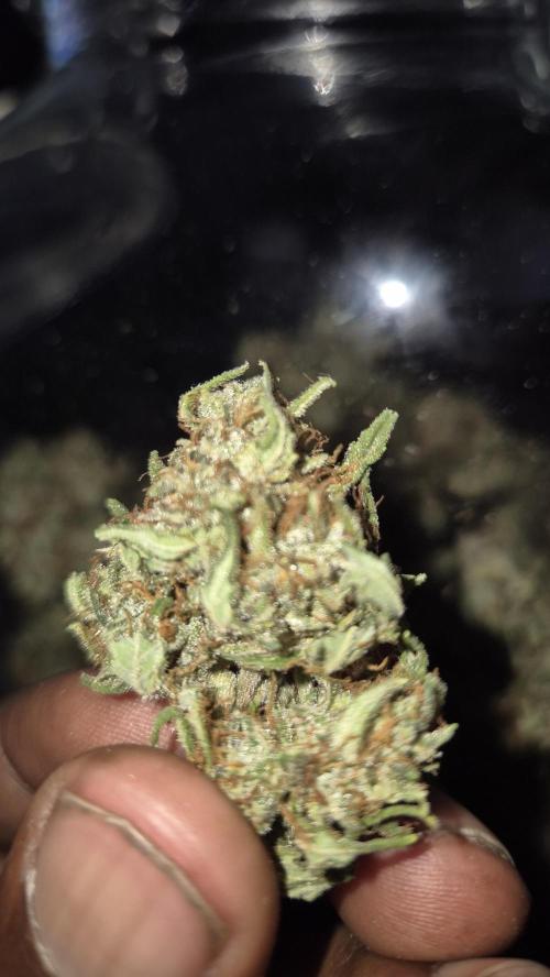 Skywalker OG Auto. Week 15