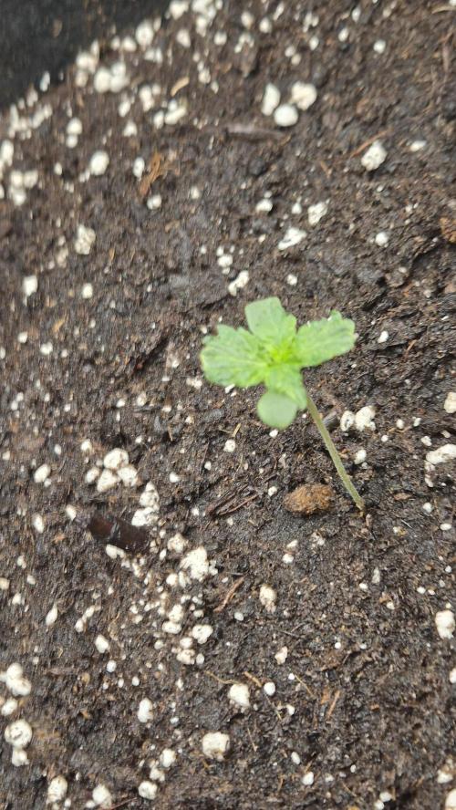 Barney's Farm LSD Auto. Week 1
