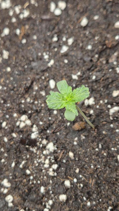 Barney's Farm LSD Auto. Week 1