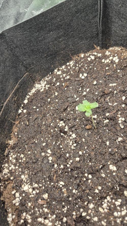Barney's Farm LSD Auto. Week 1