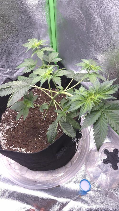 Barney's Farm LSD Auto. Week 5