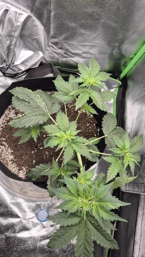 Barney's Farm LSD Auto. Week 5