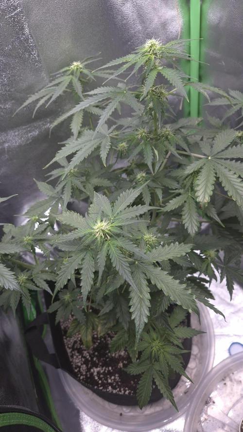 Barney's Farm LSD Auto. Week 7 - I thought..., what a beautiful plant.