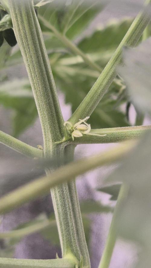 Barney's Farm LSD Auto. Week 7 - Then i saw this horror!!