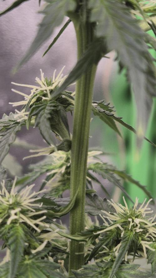 Barney's Farm LSD Auto. Week 7 - but here I'll found  a small hope (its a herm not a full male)