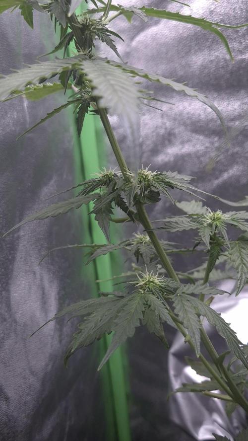 Barney's Farm LSD Auto. Week 7