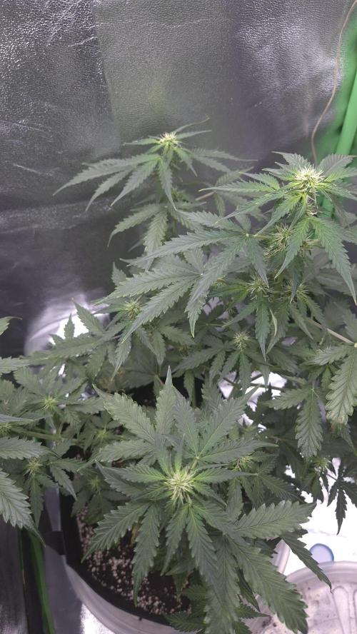 Barney's Farm LSD Auto. Week 7
