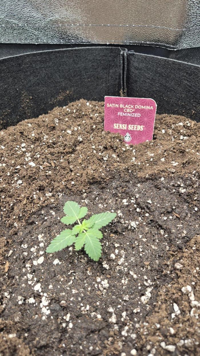 Black Domina. Week 2 - This card is from an ther black domina, ( so i can distinguish the plant) its not the cbd one