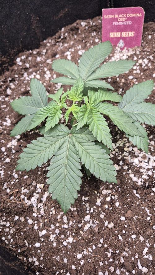 Black Domina. Week 3