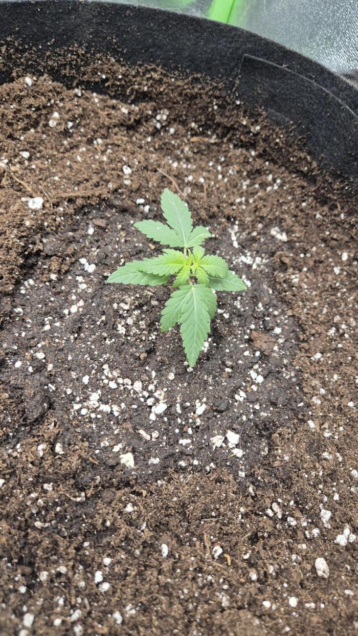 Imperium X(treme purple?). Week 2