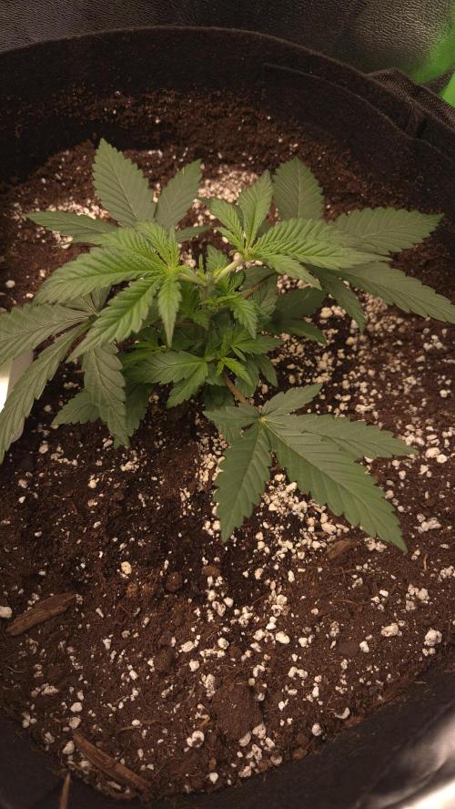 Imperium X(treme purple?). Week 3