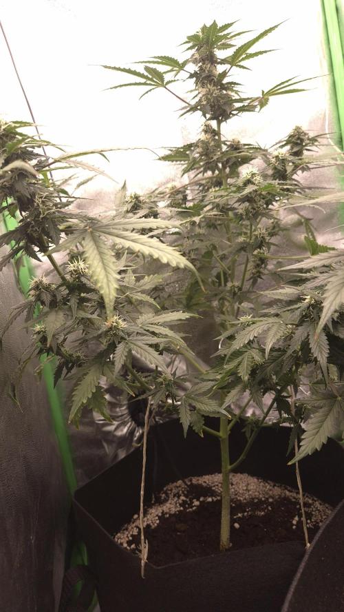 Barney's Farm LSD Auto. Week 9