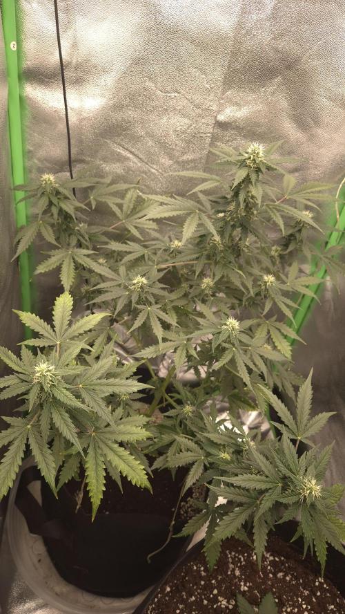 Barney's Farm LSD Auto. Week 9