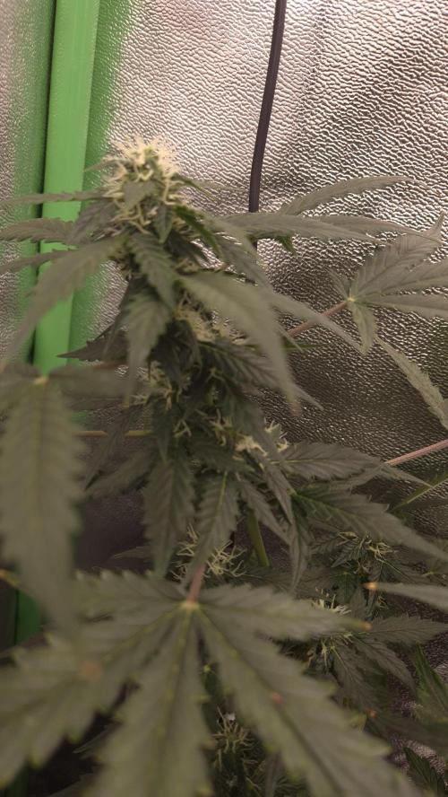 Barney's Farm LSD Auto. Week 9