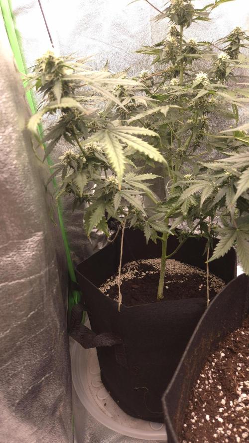 Barney's Farm LSD Auto. Week 9