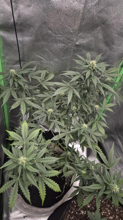 Barney's Farm LSD Auto. Week 9