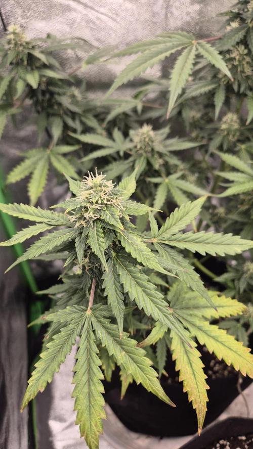 Barney's Farm LSD Auto. Week 10