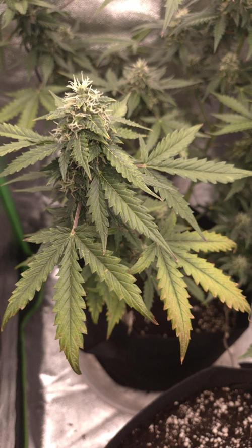 Barney's Farm LSD Auto. Week 10 - maple like coloring on the leaves 