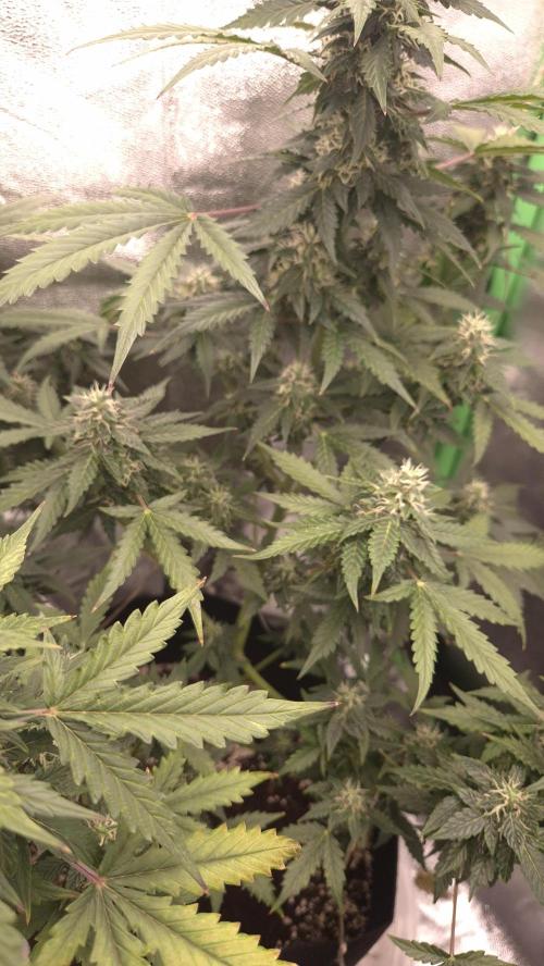 Barney's Farm LSD Auto. Week 10