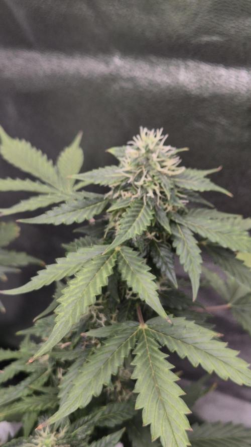 Barney's Farm LSD Auto. Week 10