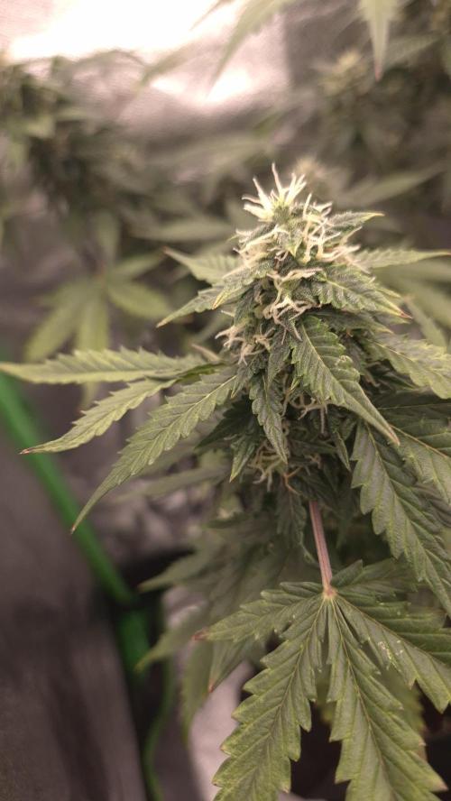 Barney's Farm LSD Auto. Week 10