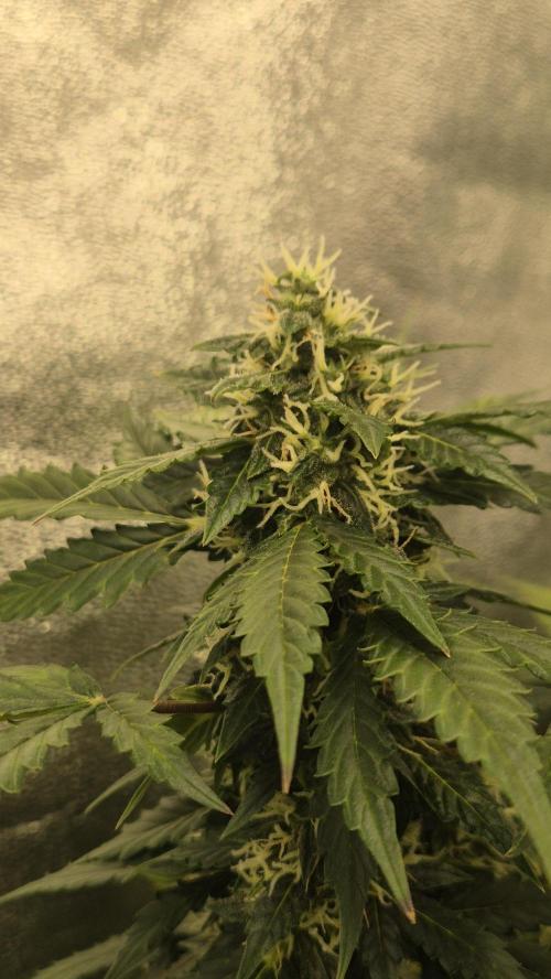 Barney's Farm LSD Auto. Week 10