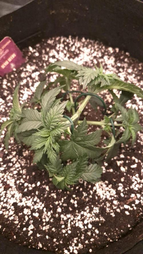 Black Domina. Week 4 - leave a like i'm curious to if people actually look at this😂😪
