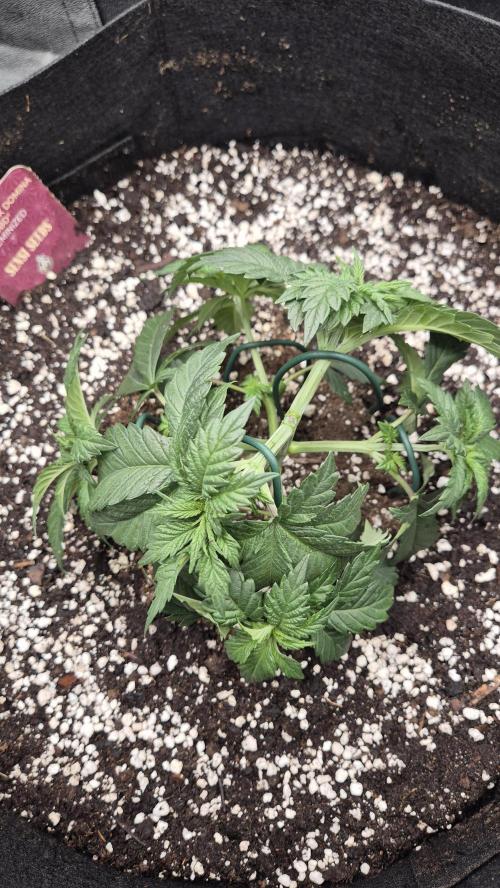 Black Domina. Week 4 - trained the plant, hope it grows more outwards