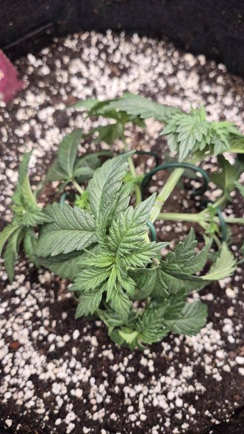 Black Domina. Week 4