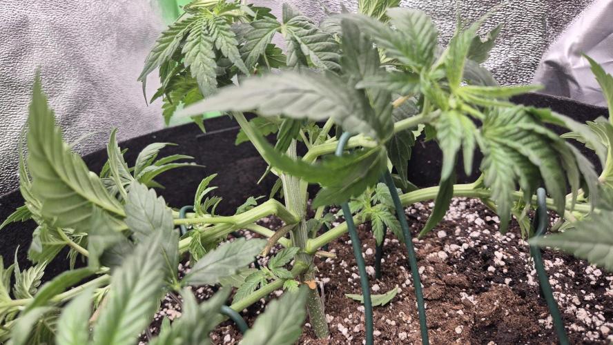Imperium X(treme purple?). Week 4